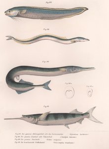 Almindelig slangefisk. Almindelig tobis. Almindelig Hornhecht. Brasiliansk halvnæb, ca. 1850