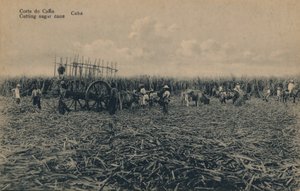 Corte de Cana - Skæring af sukkerrør - Cuba, c1910 af Unbekannt