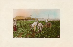 Tobakshøst. - Tobaksplantage., c1910 af Unbekannt
