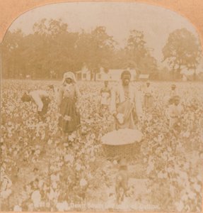 Bomuld-plukning., c1900 af Unbekannt