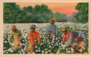 Cotton Picking, Augusta, Georgia, 1943 af Unbekannt