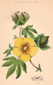 Bomuldsplante, c1800-tallet af Unbekannt