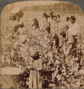 Bomuld er konge - plantagescene med plukkere på arbejde. Georgien, omkring 1900 af Unbekannt
