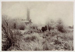 "Køer i en frostmark", vers 1890 af Unbekannt