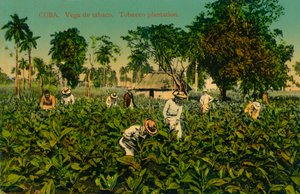 Cuba. Tobaksvin. Tobaksplantage, c1920