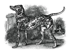 Dalmatisk hund, 1848 af Unbekannt