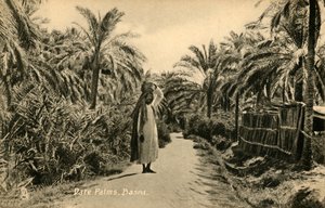 Daddelpalmer, Basra, c1918-c1939. af Unbekannt