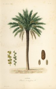 Dadelpalmetræ, Phoenix dactylifera, Dattier af Unbekannt