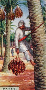 Datoer. - Indsamling af frugten, IN. Afrika, 1928 af Unbekannt