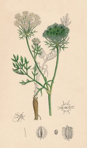 Daucus Carota. Vild gulerod, 1800-tallet af Unbekannt