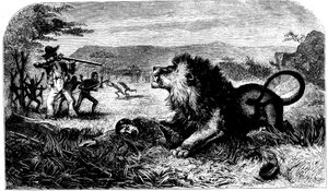 David Livingstone, reddet fra en løve af Mebalwe, en indfødt skolemester, 1857 af Unbekannt