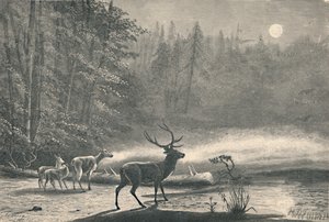 Hjorte ved Lake St. Regis, om natten, 1883 af Unbekannt