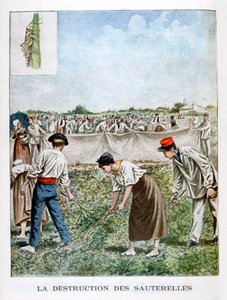 Destruerer græshoppen, 1901 af Unbekannt