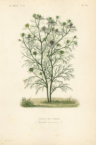 Djævelen-i-en-busken eller kærligheden-i-en-tåge, Nigella arvensis, Nigelle des champs af Unbekannt