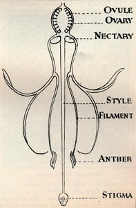 Diagram af en Fuchsia-blomst, der viser den mekanisme, der bruges til at producere frø, c1934 af Unbekannt