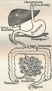 Diagram, der viser fordøjelseskanalen, som går lige gennem kroppen, c1934 af Unbekannt