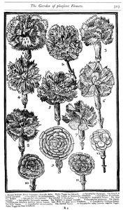 Dianthus nelliker og pink, 1629 af Unbekannt