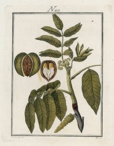 Valnødden. Verden i billeder. Bind 3. Bygmester. Wien. 1790 af Unbekannt