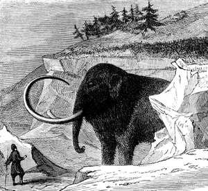 Opdagelse af en ulden mammut, 1779 c1870 af Unbekannt