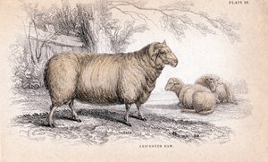 Dishley New Leicester Ram, c1840 af Unbekannt