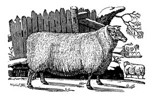 Dishley New Leicester får, 1811 af Unbekannt