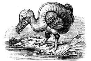 Dodo, 1884 af Unbekannt