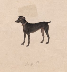 Hund, 1800-tallet. af Unbekannt