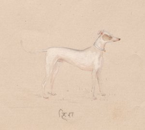 Hund, 1800-tallet. af Unbekannt