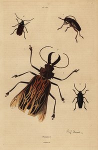 Dorysthenes paradoxus 1, Macrodontia cervicornis, sårbar 2, Elateropsis lineatus 3 og Prionus versicolor 4 af Unbekannt