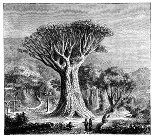 Dracona of Icod, Tenerife, Spanien, omkring 1900-tallet af Unbekannt