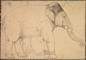 Tegning af en elefant, ca. 1700. af Unbekannt