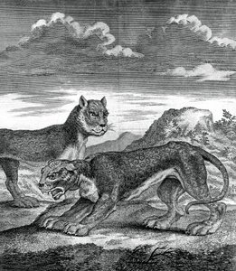 Østindisk leopard, 1750 af Unbekannt