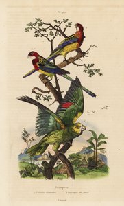 Eastern rosella, Platycercus-eksamener og gulkronet amazon, Amazona ochrocephala af Unbekannt