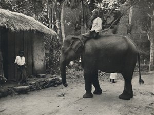 Elefant på en sti nær Kandy, 1926 af Unbekannt
