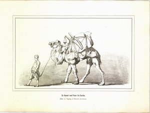 En kamel med en leder fra Sardis. Illustration taget fra bogen Variegated travel pictures af Jerichau-Baumann, Elisabeth og udgivet på Forlagsbureauet (København, 1881) af Unbekannt
