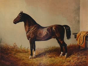 Hele Pony Hack Don Carlos, c1897. af Unbekannt