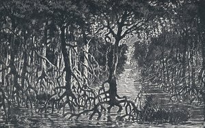 Ækvatorial afrikansk skov, 1924 af Unbekannt