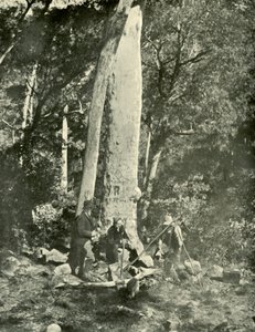 Eurobin Falls, Buffalo Mountains, 1901. af Unbekannt