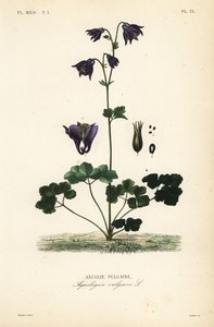 Europæisk akeleje, Aquilegia vulgaris, Ancolie vulgaire af Unbekannt