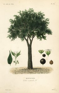Europæisk nældetræ, middelhavshackberry, lotetræ eller honningbær, Celtis australis, micocoulier af Unbekannt