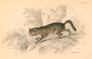 Europæisk vildkat Felis silvestris, 1828 af Unbekannt