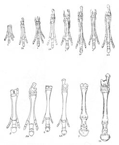 Evolution af hesten, c1920 af Unbekannt