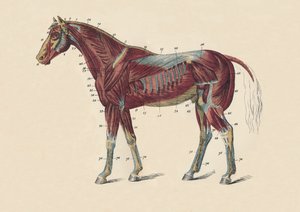 Hestens krops ydre muskler og sener, c1879. af Unbekannt
