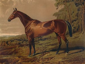 Fair Nell, c1879. af Unbekannt