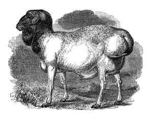 Fedt-rumped får fra Tartary, 1848 af Unbekannt