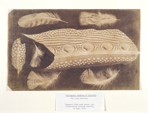 Federn, ca. 1840 von Unbekannt