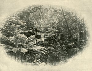 Fern Tree Gully, Tasmanien, 1901. af Unbekannt