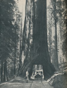 Fint eksemplar af den største organisme, der nogensinde har levet, c1935 af Unbekannt