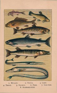 Fisk, 1907, 1907 af Unbekannt
