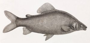 Fisk: Le Characin Nefasch af Unbekannt
